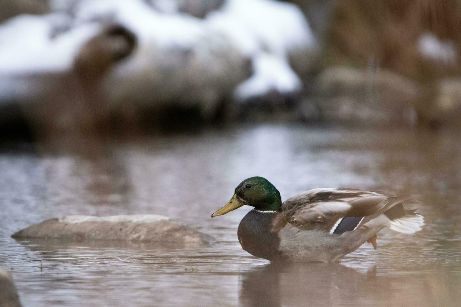 Pato sentado dentro uma rio foto