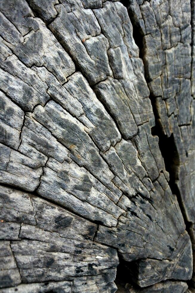 madeira textura árvore abstrato fundo natureza orgânico foto