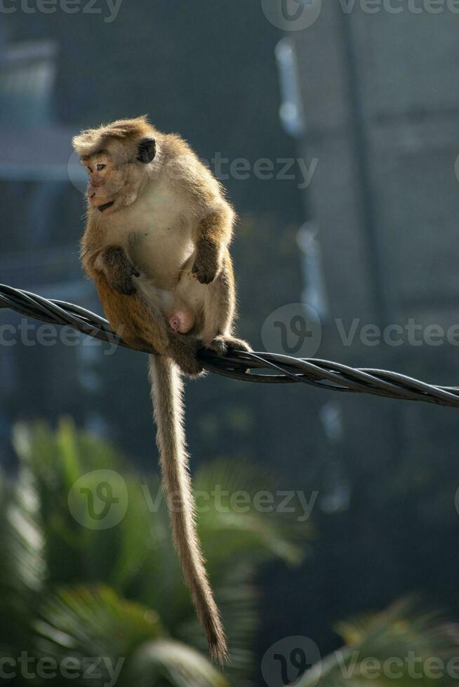 cenário do a toque macaque é uma avermelhado marrom velho mundo macaco endêmico para sri lanka foto