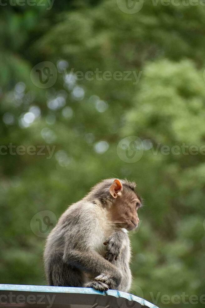 Rhesus macaco sentado e olhando por aí foto