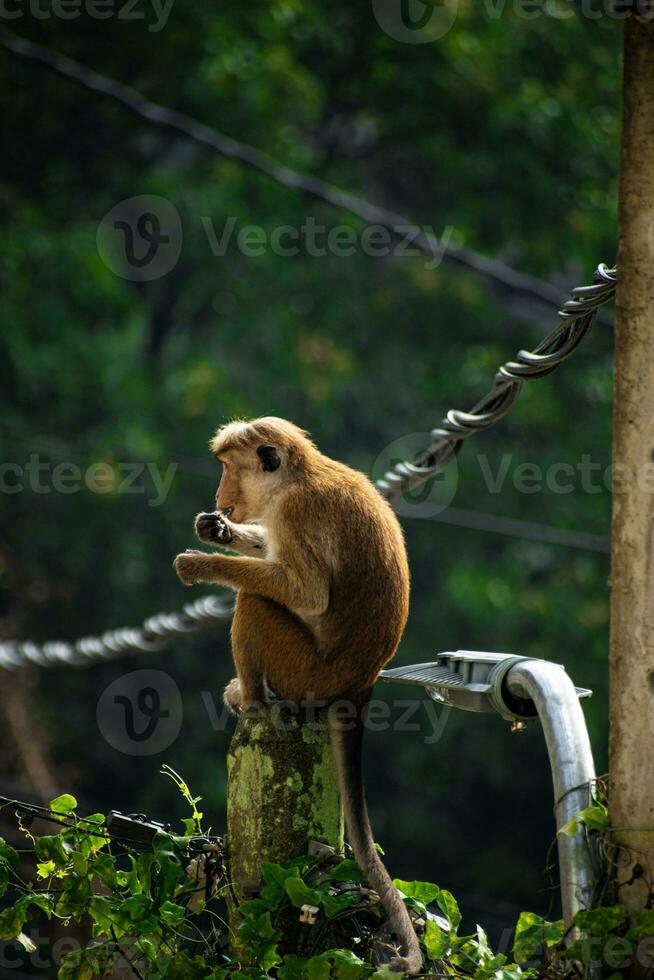 cenário do a toque macaque é uma avermelhado Castanho colori velho mundo macaco endêmico para sri lanka foto