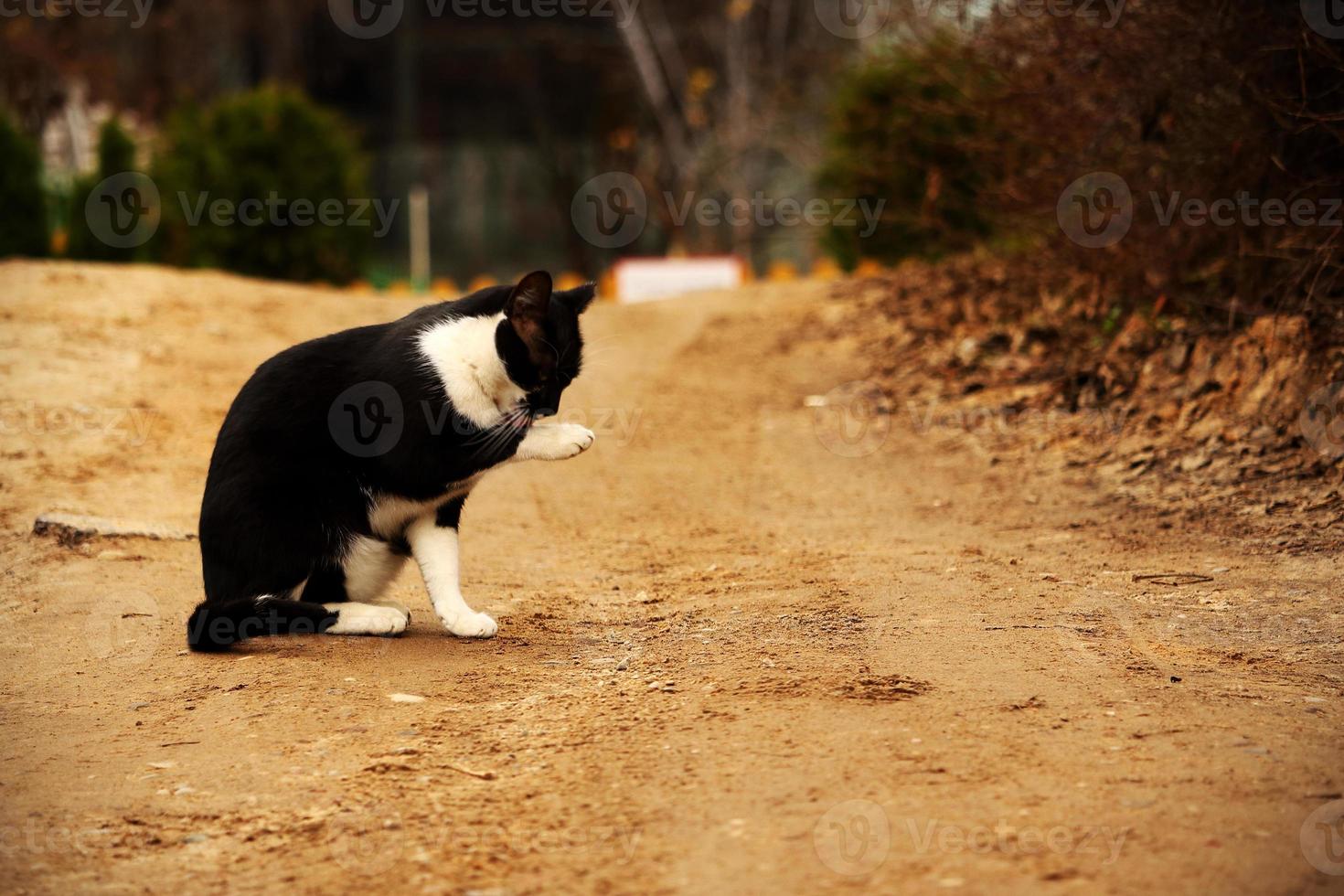 gato preto e branco lavando-se na estrada de areia do interior foto