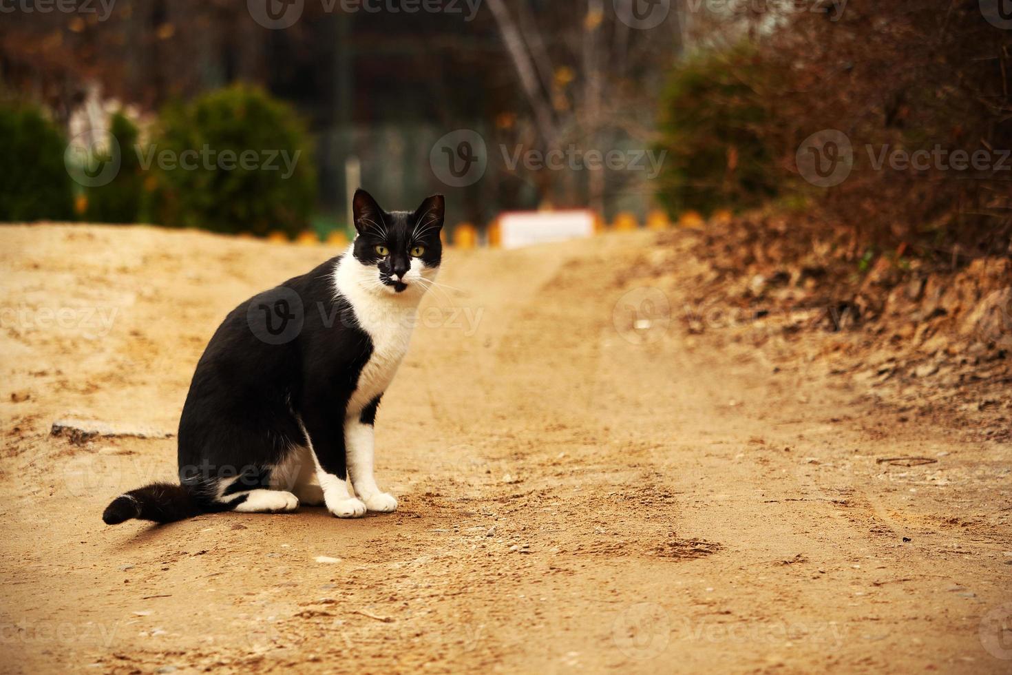 gato preto e branco em estrada de areia rural foto