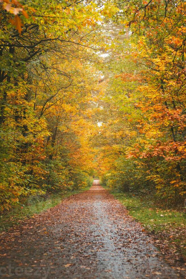 colorida outono floresta dentro grande kempen nacional parque, Oriental Bélgica durante pôr do sol. uma andar através a região selvagem dentro a flandres região dentro novembro foto