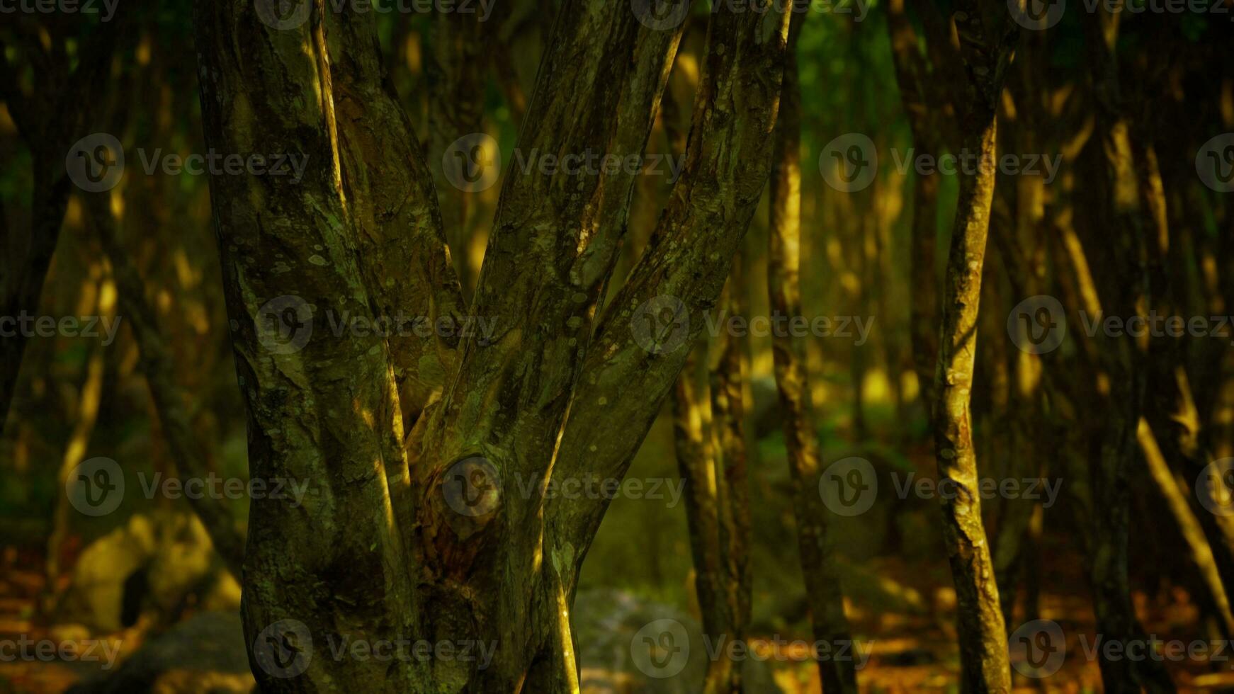 bela floresta de verão com árvores diferentes foto