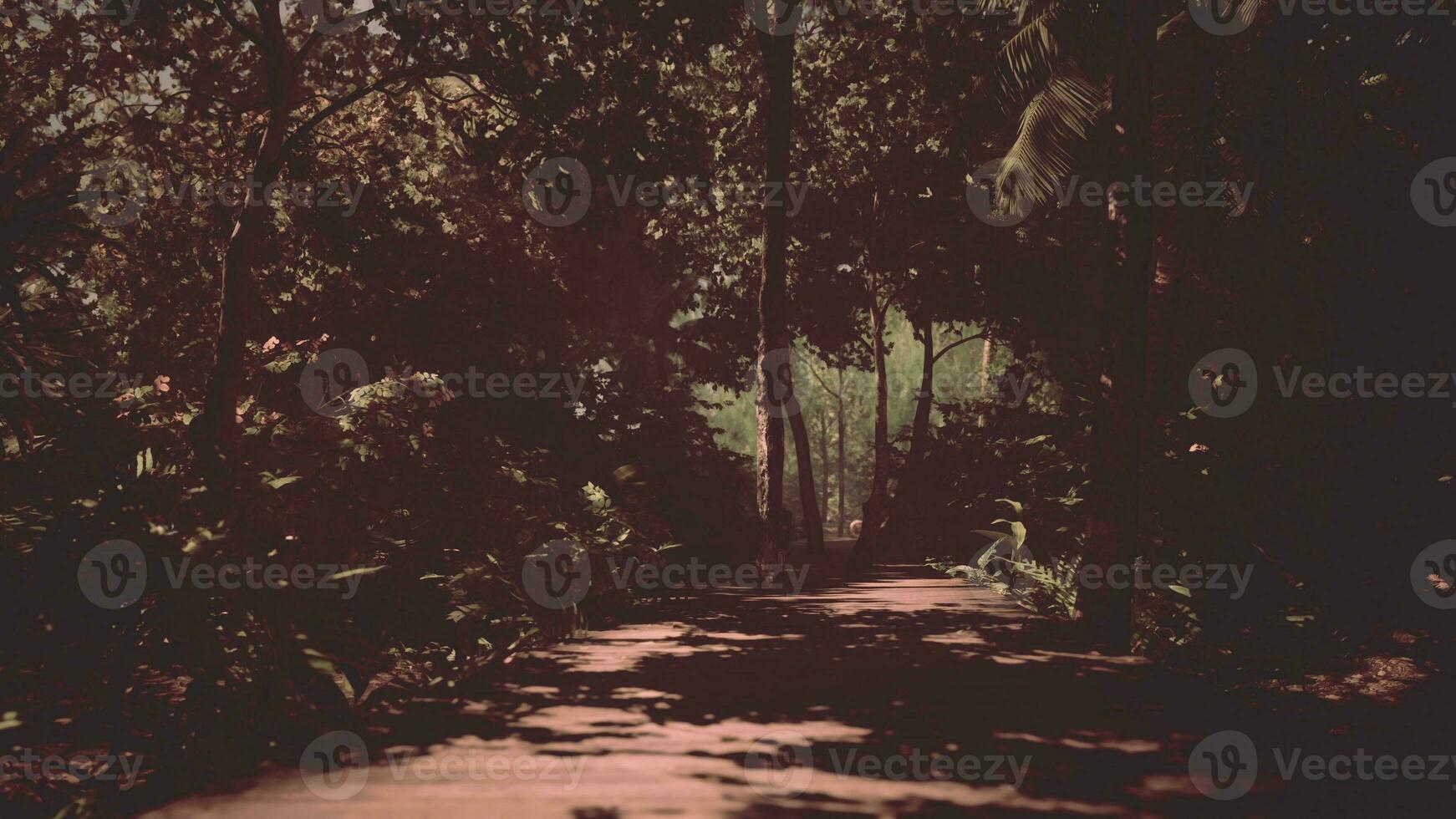 ensolarada selva é atravessado de a envelhecido de madeira caminho foto