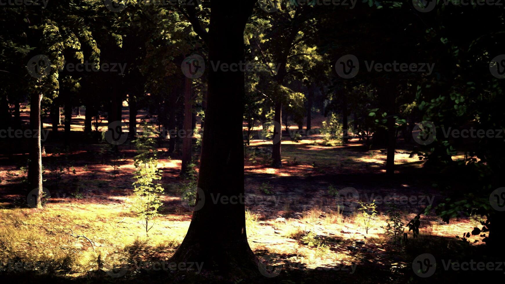 a Sol brilhando através a árvores dentro uma lindo bosque cena foto