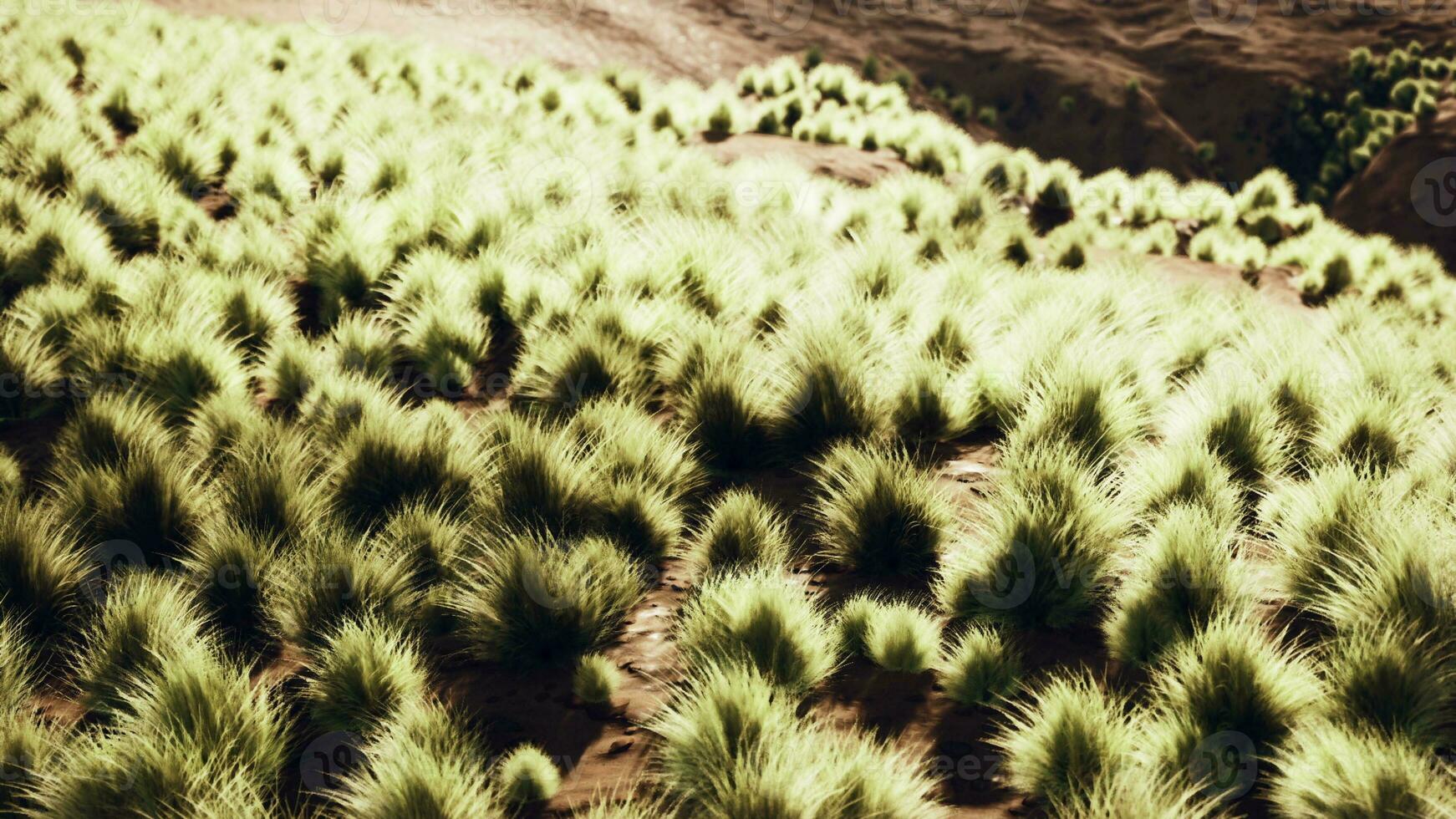 uma exuberante verde campo preenchidas com uma vibrante matriz do plantas e folhagem foto