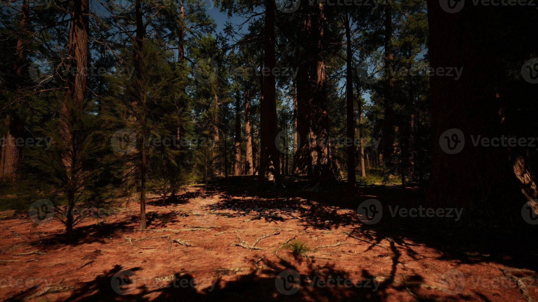 sequóia Arvoredo iluminado de a último luz do dia foto