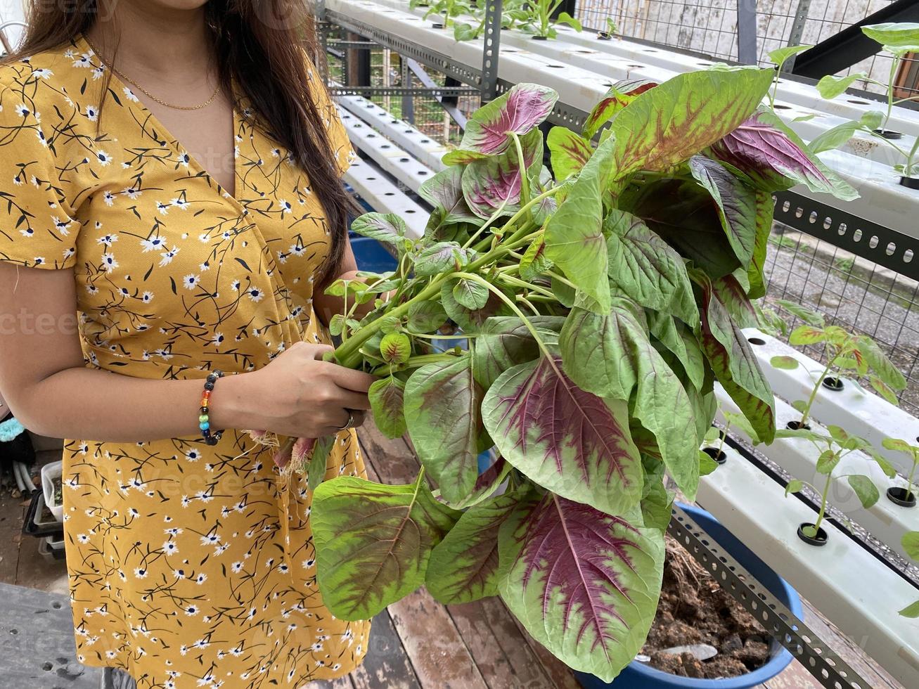 uma pessoa segurando amaranto de espinafre chinês recém-cultivado usando sistema hidropônico maranth usando sistema hidropônico foto