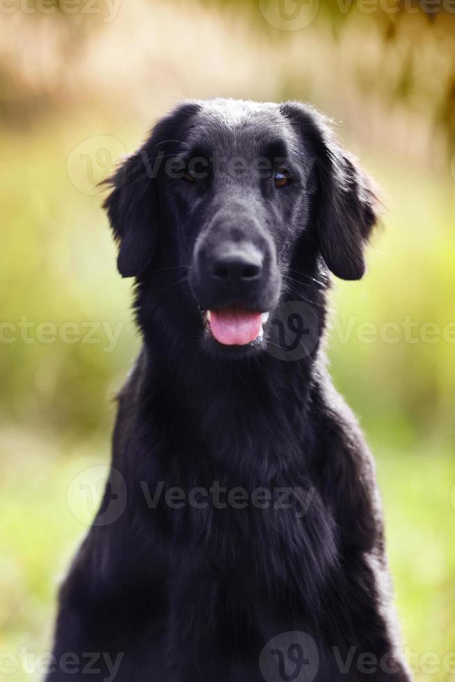 retriever sentado e olhando diretamente para a câmera foto