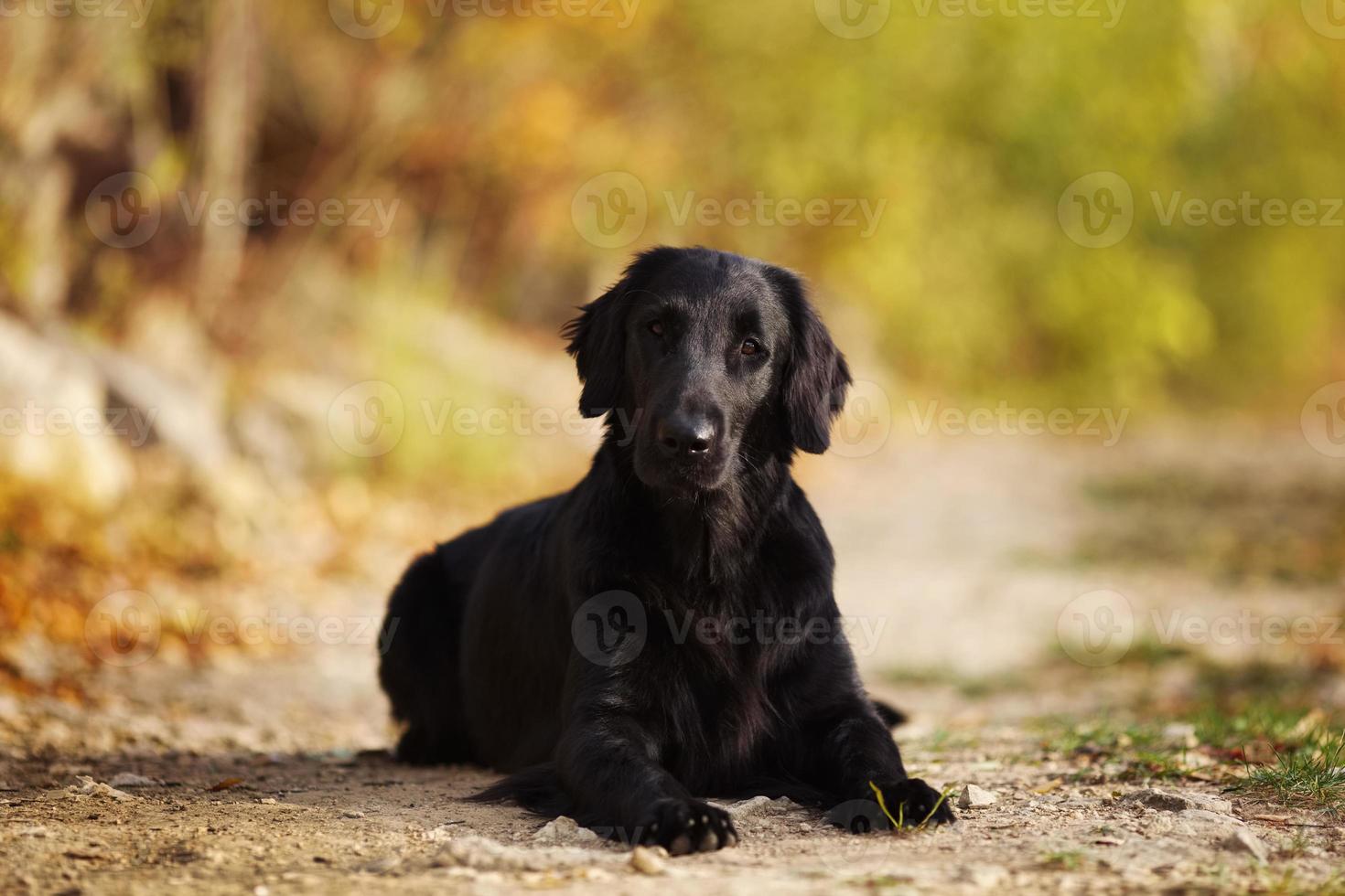 retriever preto deitado no chão foto