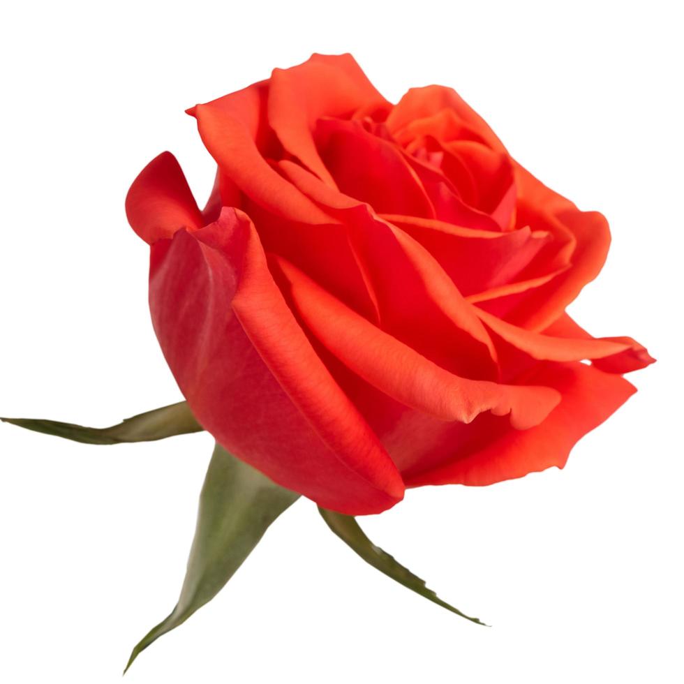 botões de rosas vermelhas em um fundo branco foto
