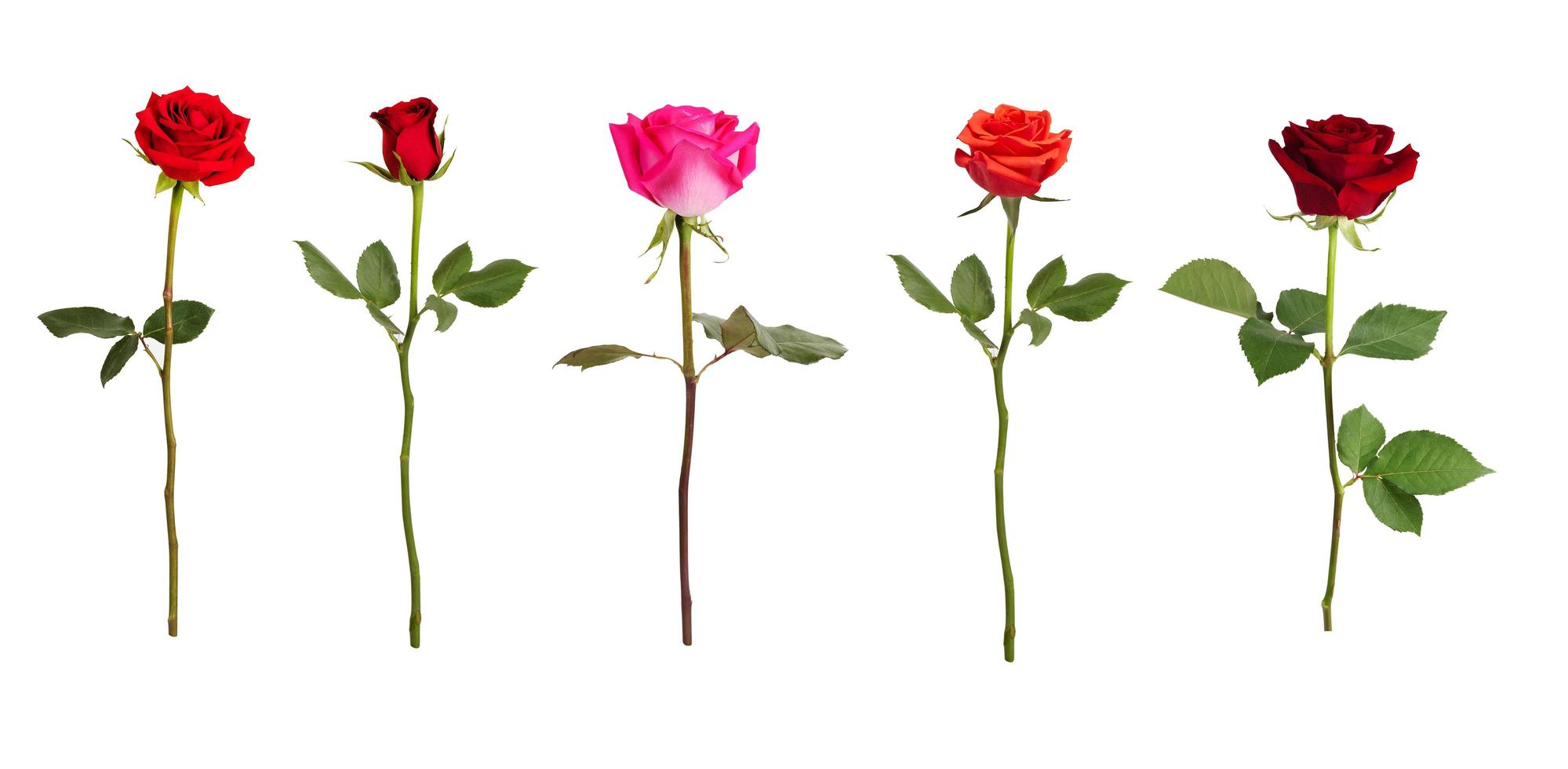 cinco rosas de cores diferentes foto