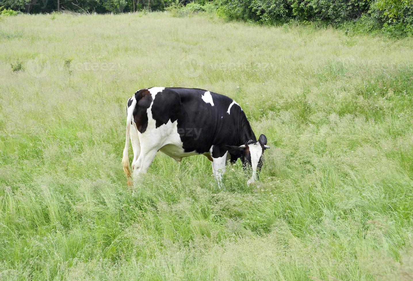 bela vaca leiteira pastando em prado verde foto