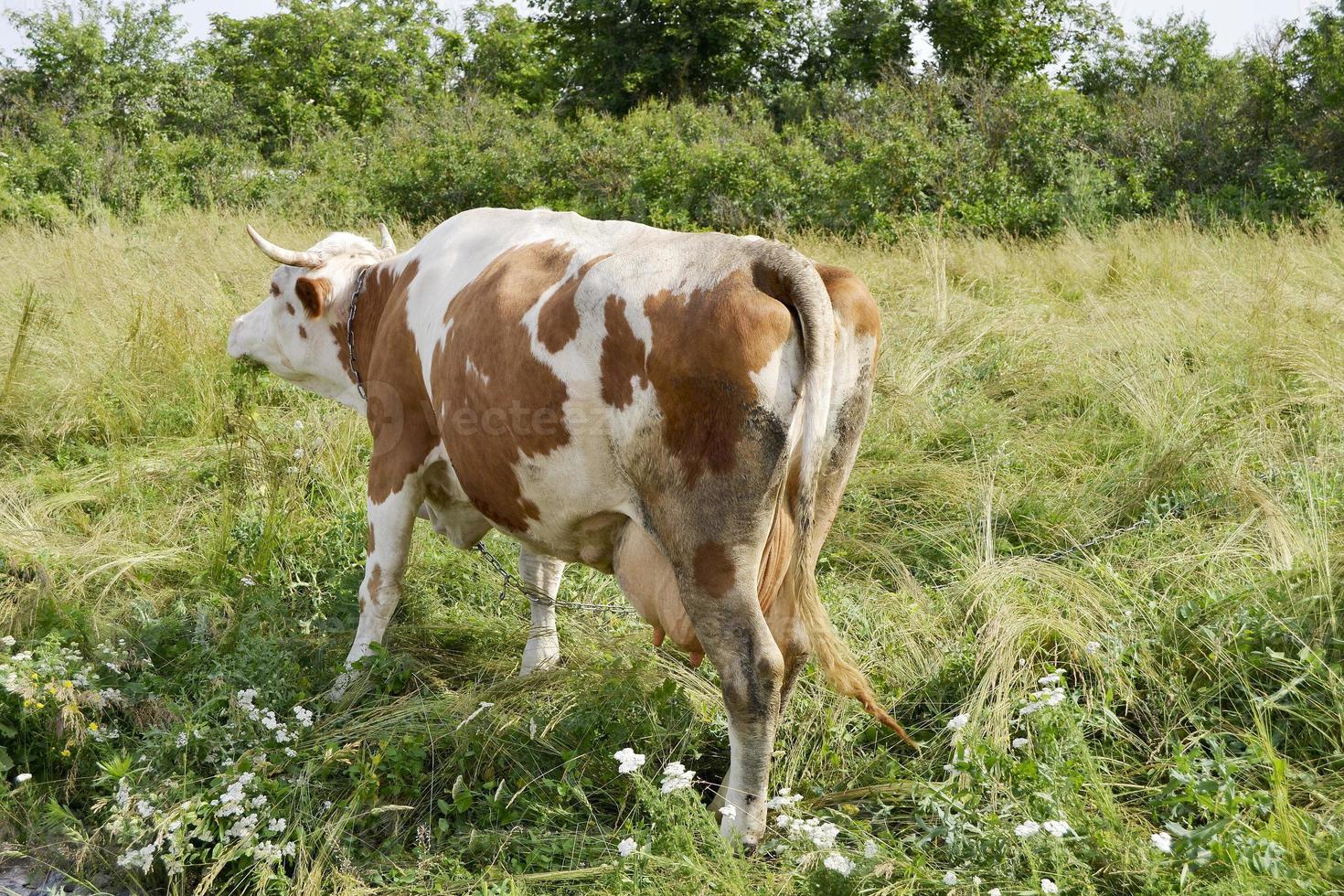 bela vaca leiteira pastando em prado verde foto