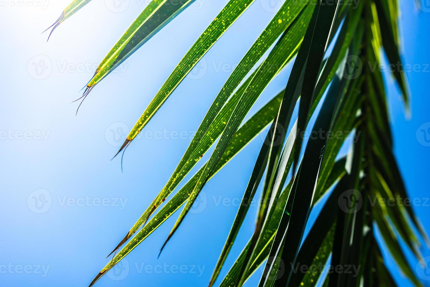 folhas de palmeira como pano de fundo natural foto