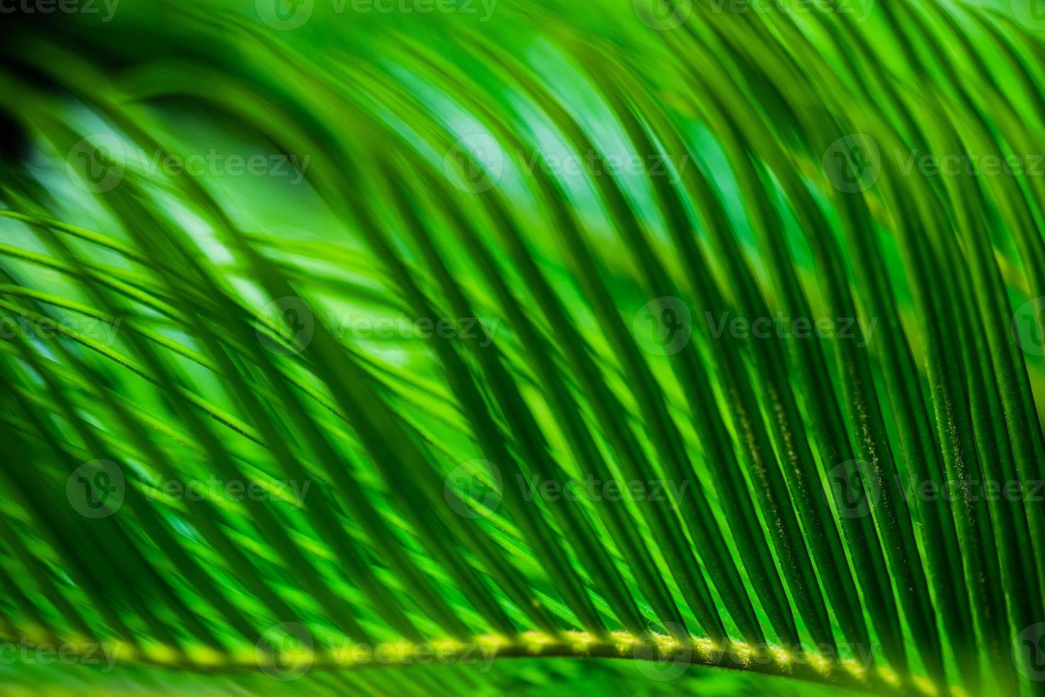 folhas de palmeira como pano de fundo natural foto