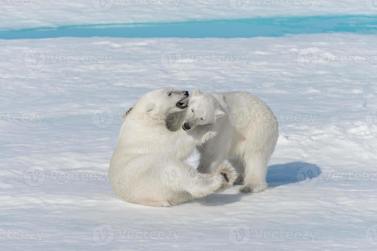 dois filhotes de urso polar selvagem brincando no gelo do mar Ártico, ao norte de svalbard foto