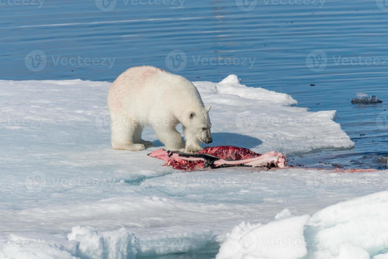 dois ursos polares selvagens comendo focas mortas no bloco de gelo ao norte da ilha de spitsbergen, svalbard foto