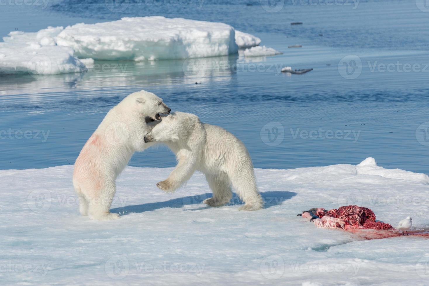 dois filhotes de urso polar selvagem brincando no gelo do mar Ártico, ao norte de svalbard foto