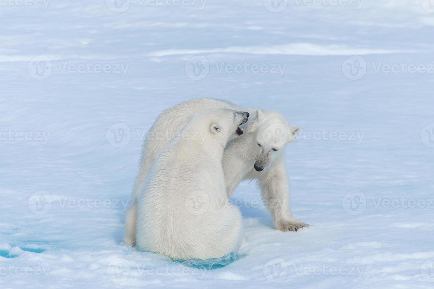 dois filhotes de urso polar selvagem brincando no gelo do mar Ártico, ao norte de svalbard foto