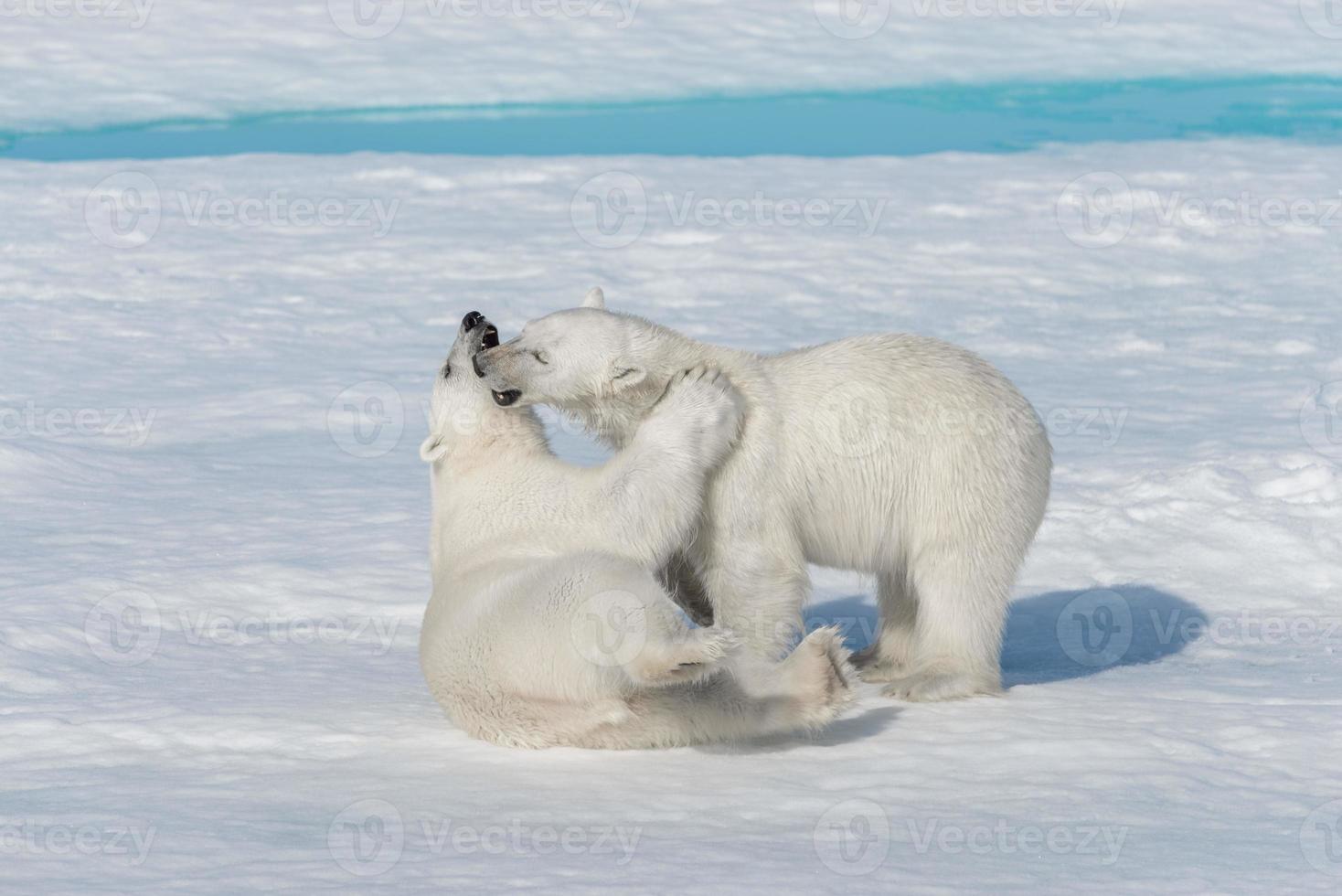 dois filhotes de urso polar selvagem brincando no gelo do mar Ártico, ao norte de svalbard foto