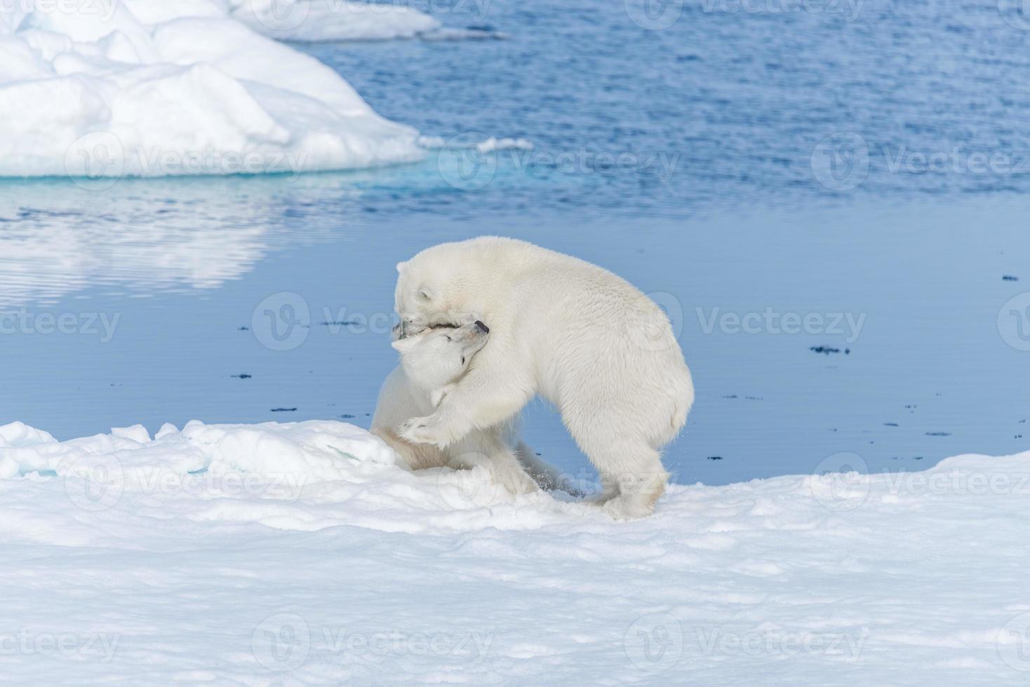 dois filhotes de urso polar selvagem brincando no gelo do mar Ártico, ao norte de svalbard foto