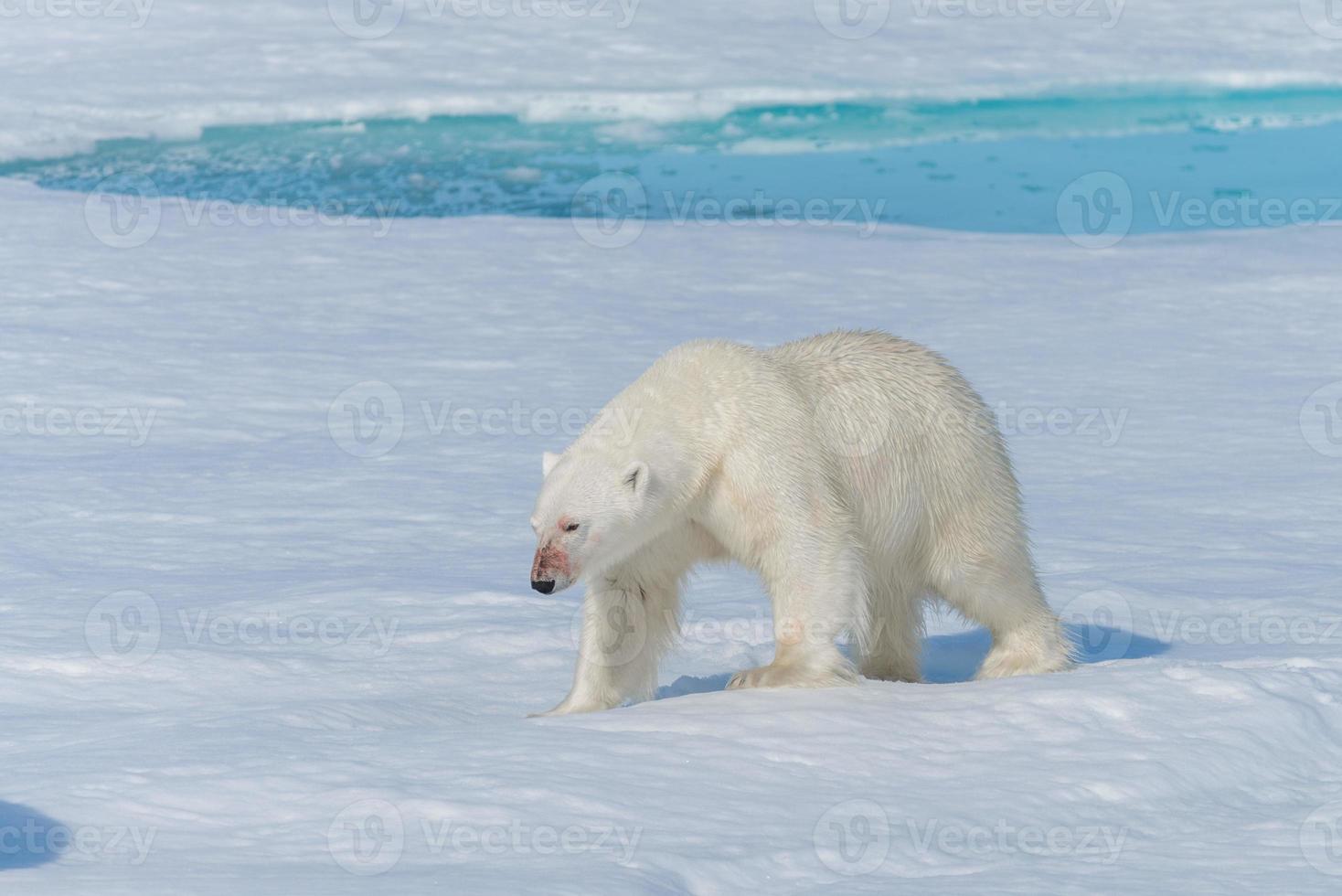 urso polar selvagem indo para o gelo ao norte da ilha de Spitsbergen, svalbard foto