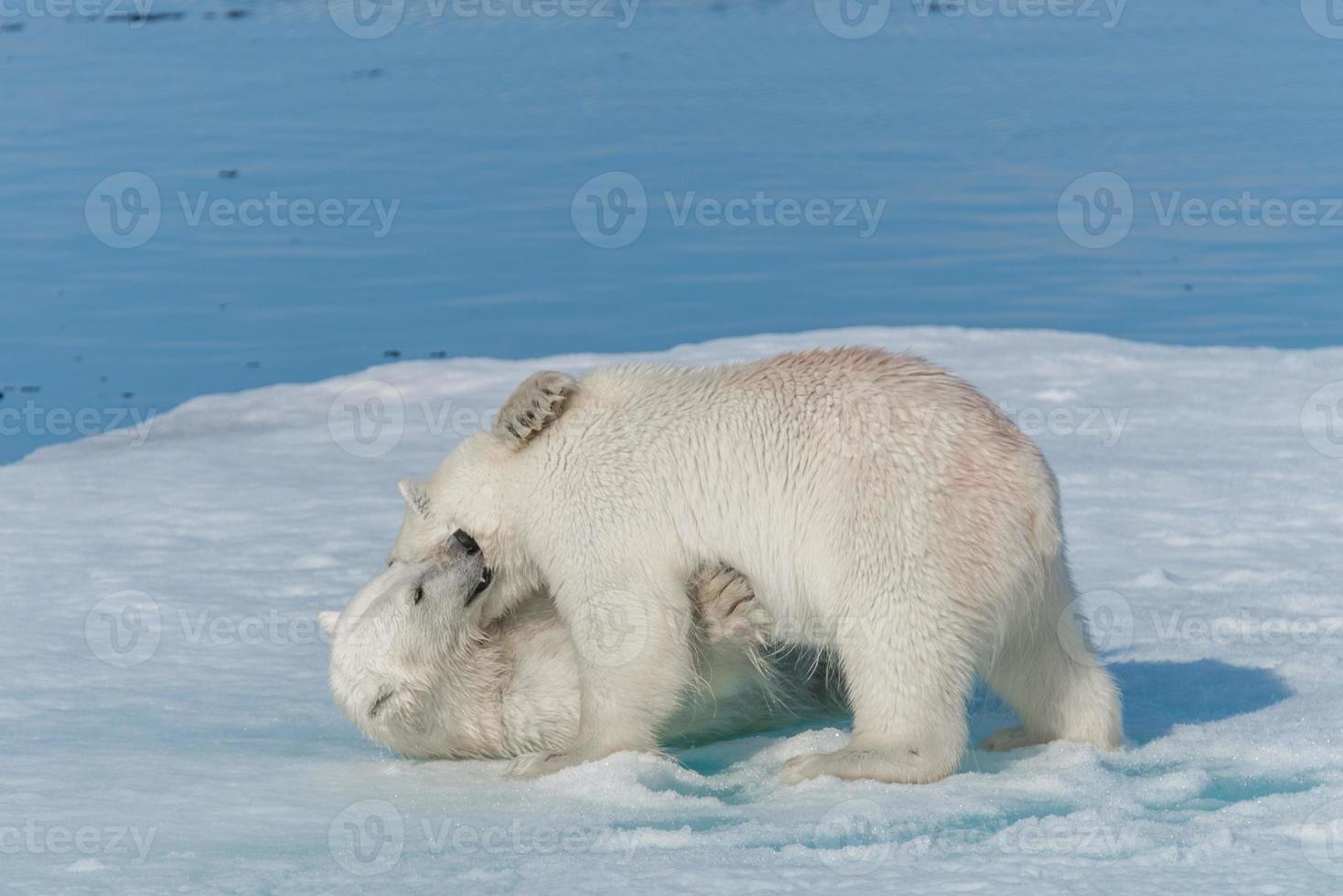 dois filhotes de urso polar selvagem brincando no gelo do mar Ártico, ao norte de svalbard foto