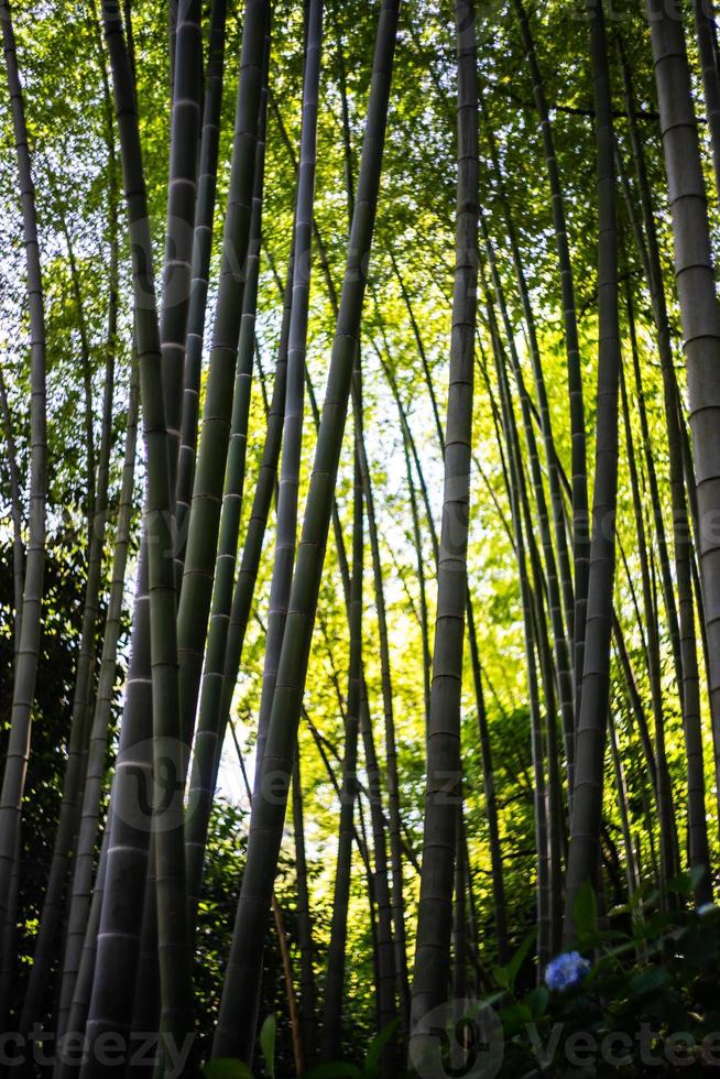 floresta de bambu chinesa foto