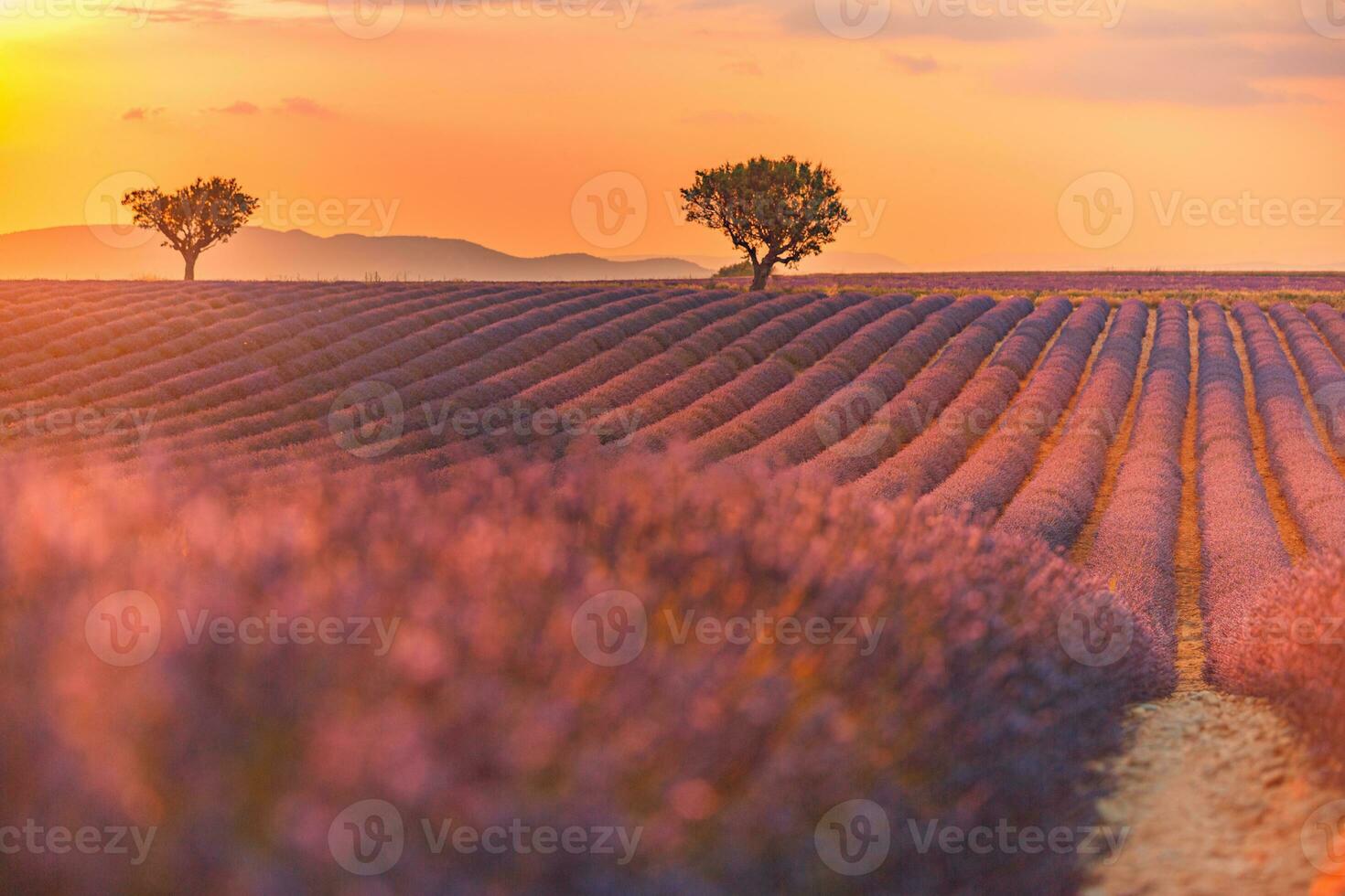 campo de verão com flores desabrochando de lavanda contra o céu do sol. bela paisagem natural, fundo de férias, famoso destino de viagem. vista da natureza pitoresca, nascer do sol brilhante, provence foto