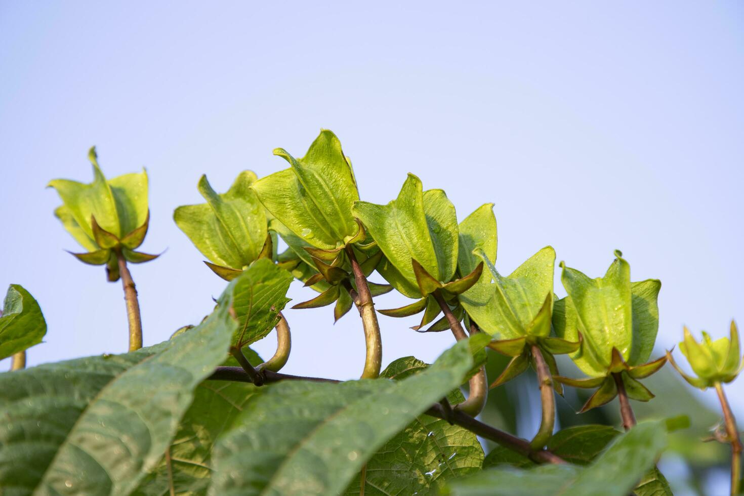 ulular cambal ou abrama agosto, é uma ervas plantar foto