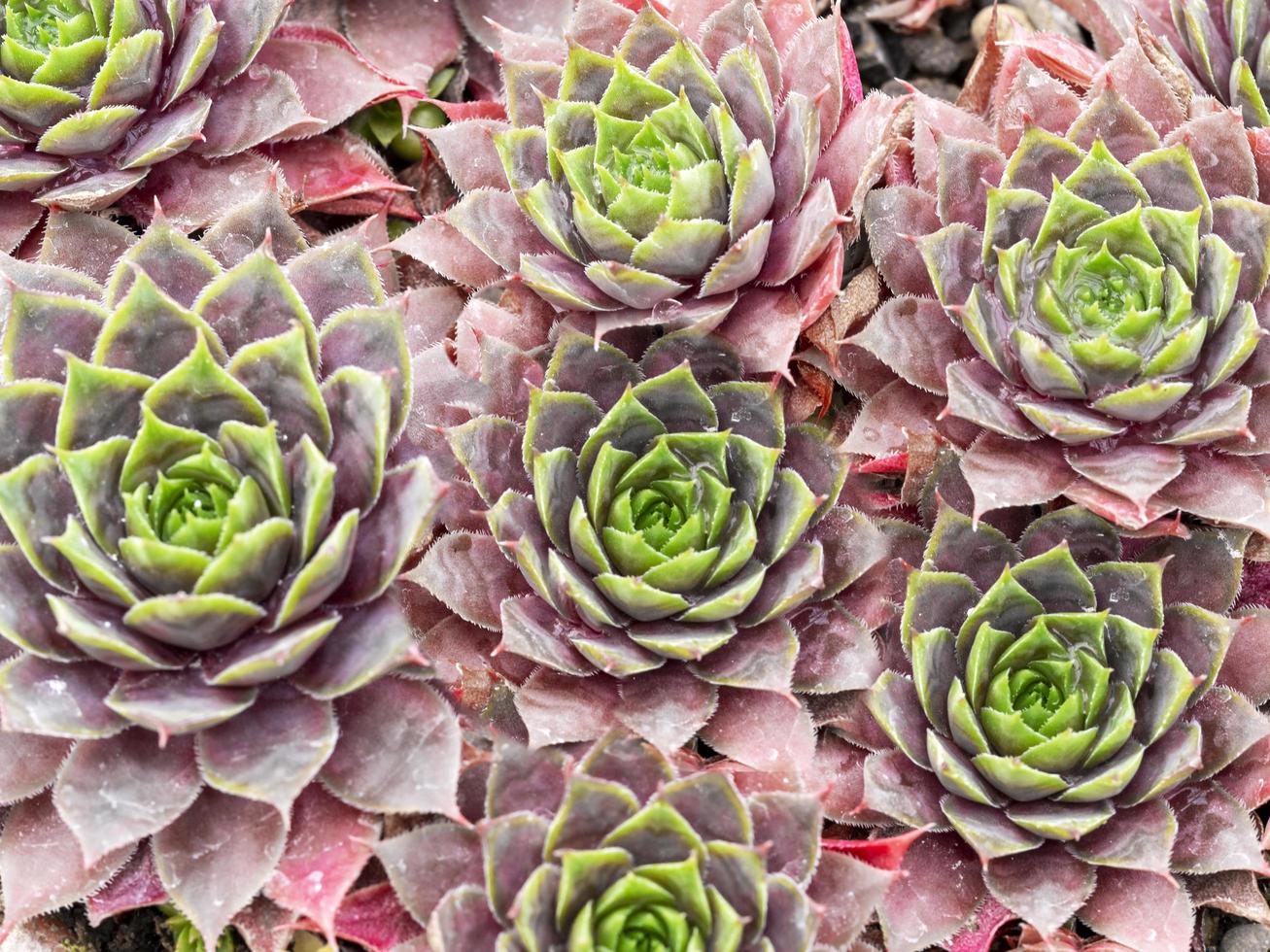 galinhas e pintinhos planta suculenta, sempervivum crepúsculo azul foto