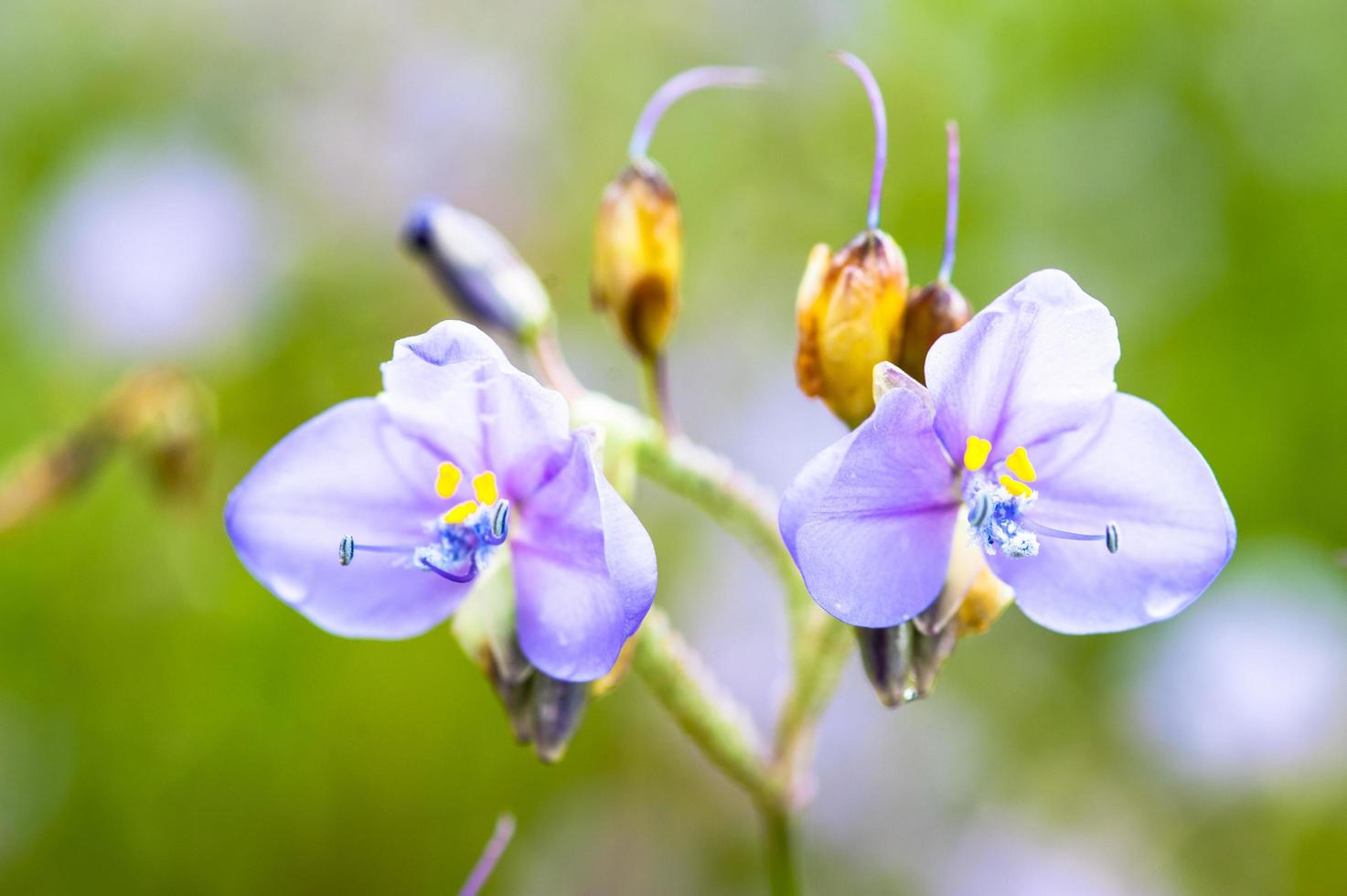 flor giganteum murdannia nas montanhas Phusoidao na Tailândia foto