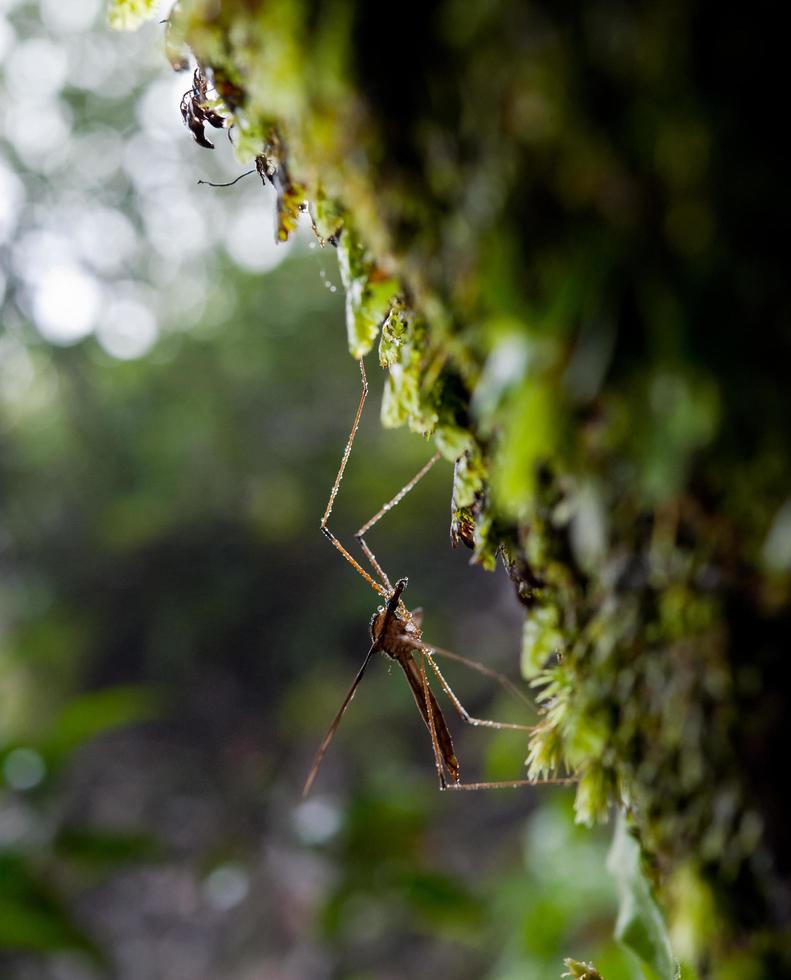 orvalho da manhã. brilhando a água cai na teia de aranha sobre o fundo verde da floresta. macro. bokeh foto