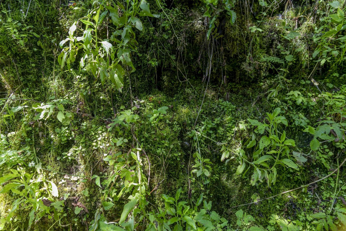 fundo de samambaias e musgos verdes densamente crescentes foto