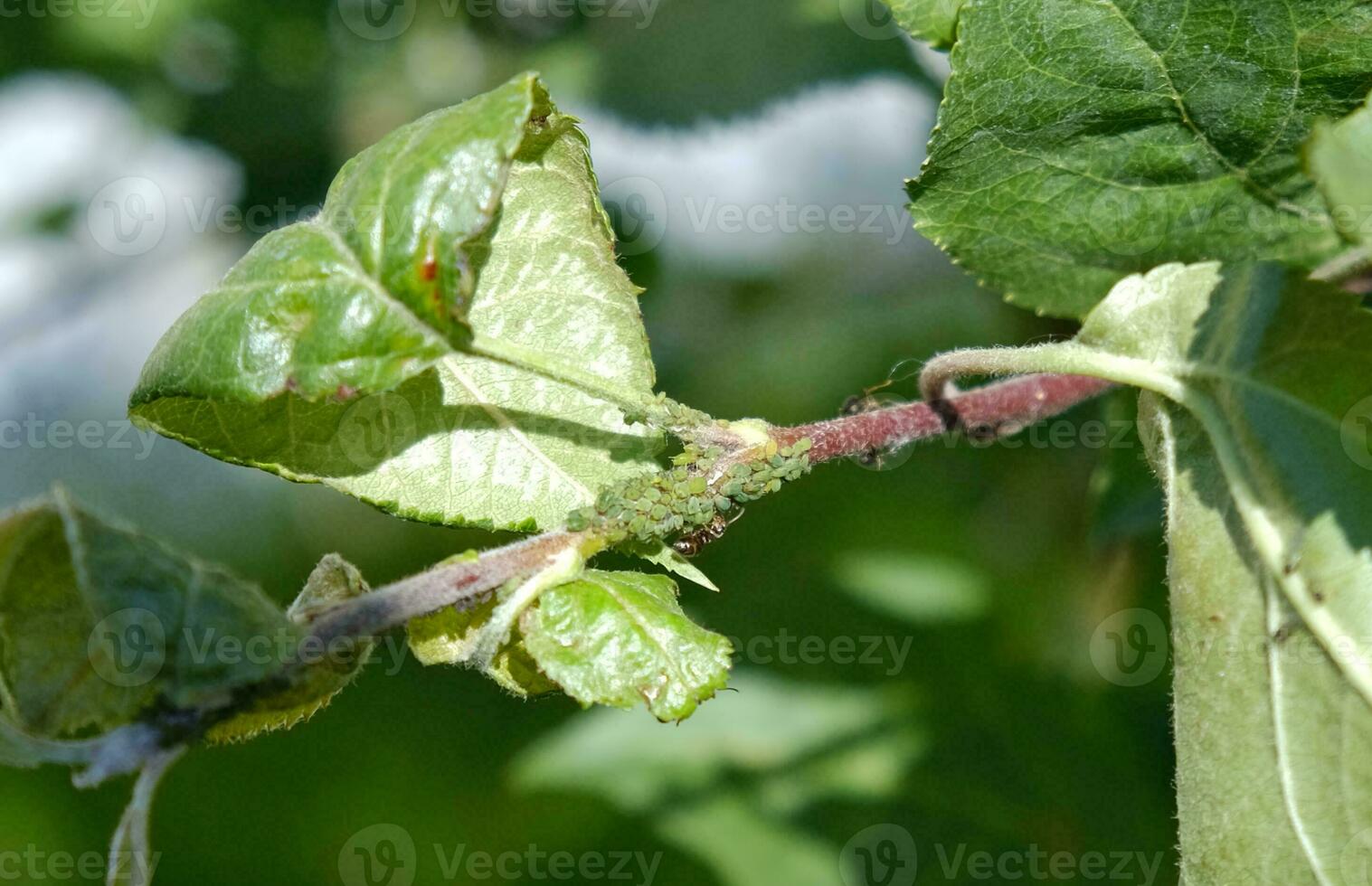 fechar-se do pulgão colônia - afidídeos e formigas - em aple árvore folha. macro foto do inseto pragas - plantar piolhos, mosca-verde, mosca preta ou mosca branca - sucção suco a partir de plantar.