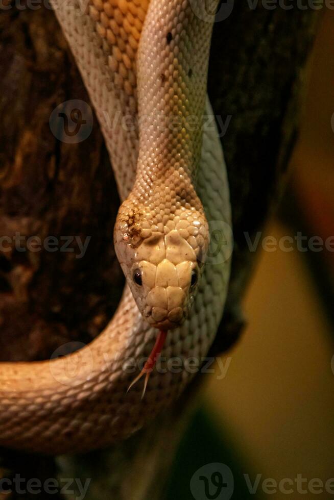 serpente leucístico texas rato foto