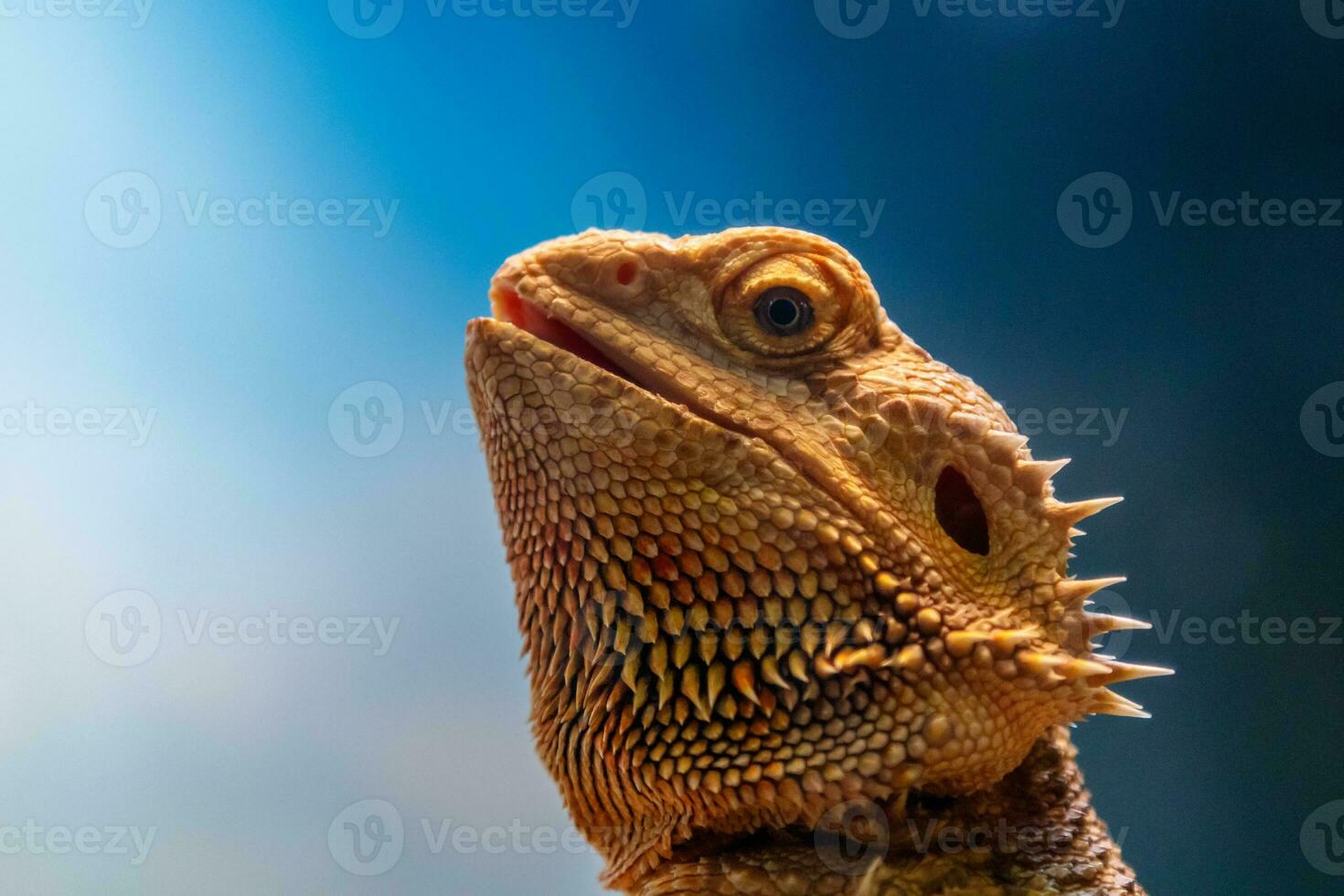 lindo lagarto barbudo agama, pogona vitticeps foto