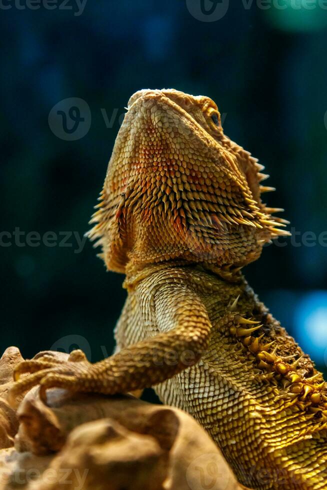 lindo lagarto barbudo agama, pogona vitticeps foto