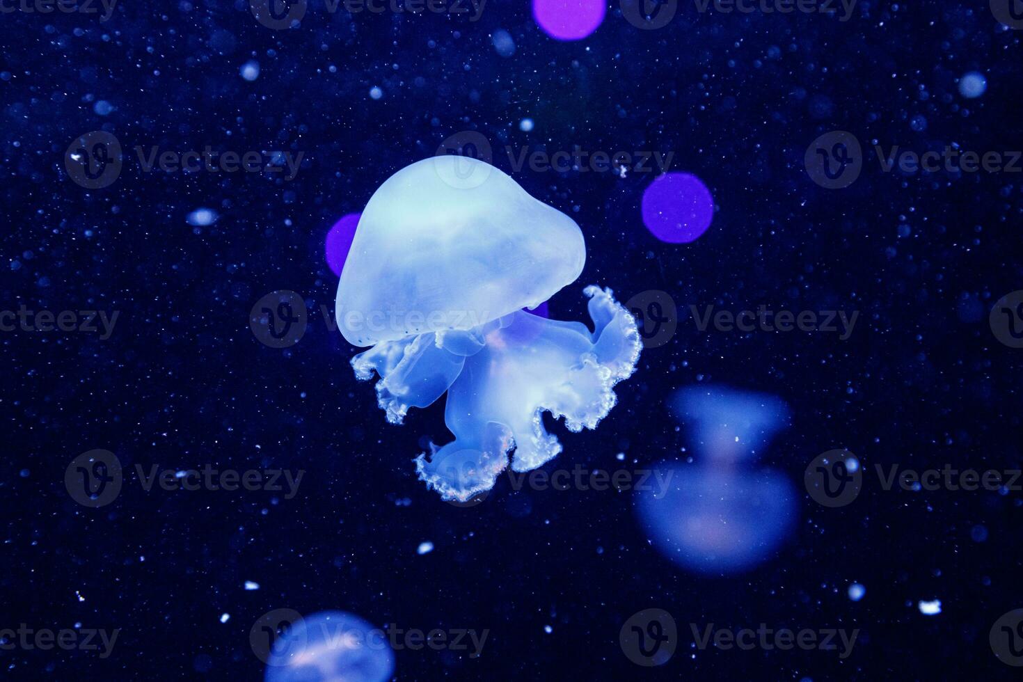 macro do uma lindo medusa estomofo meleagris foto