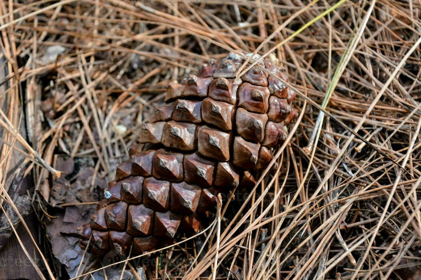 uma pinho cone deitado em a terra dentro a madeiras foto