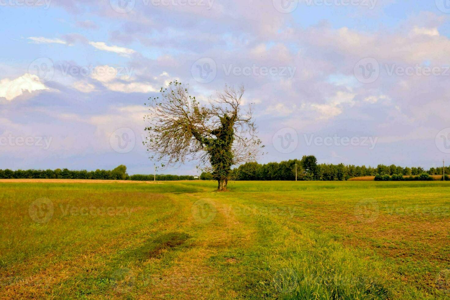 uma solitário árvore dentro uma campo foto