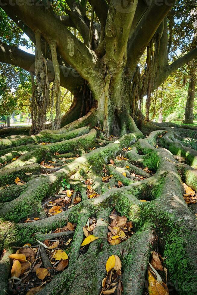 ficus macrophylla tronco e raízes fechar acima foto