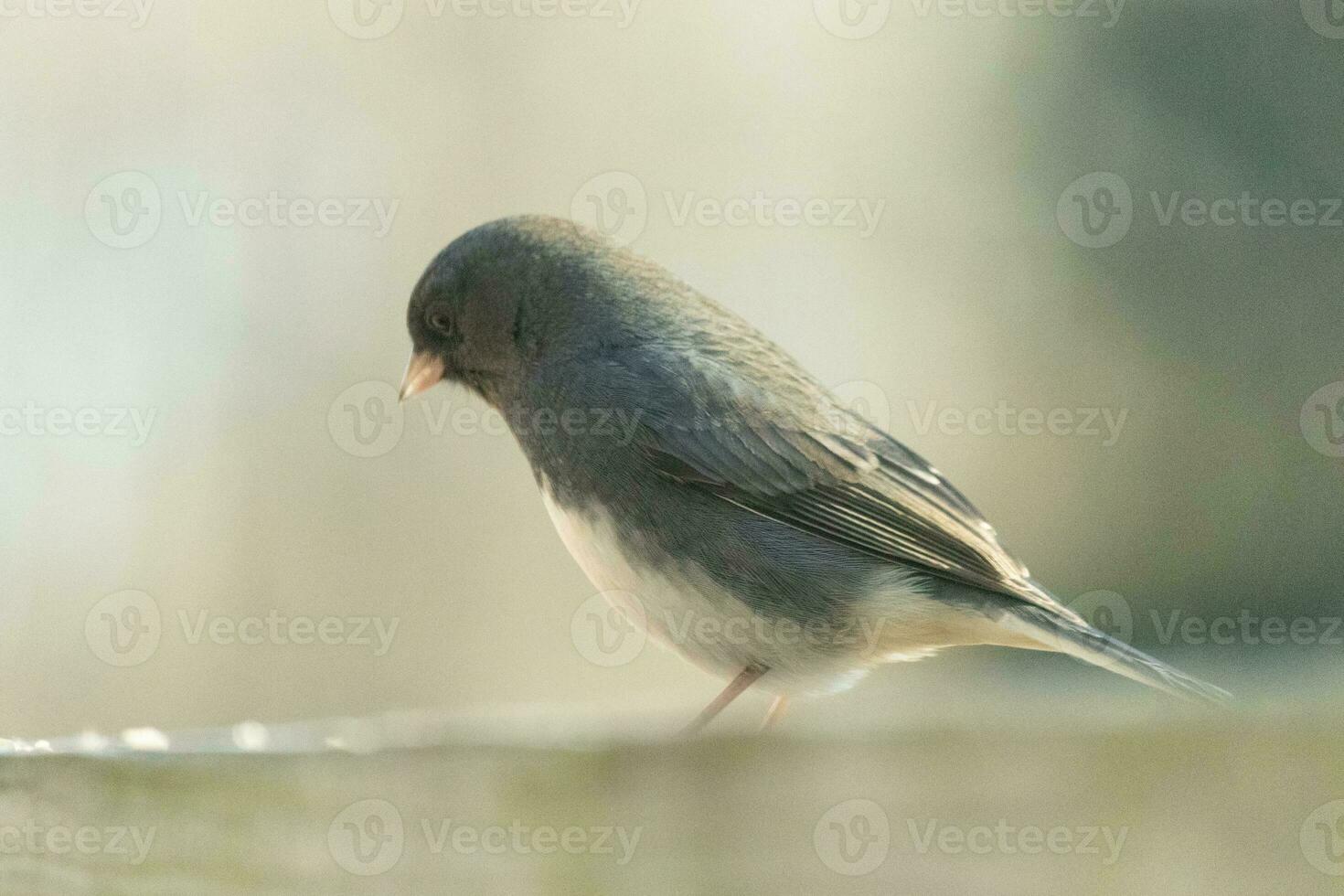 isto fofa pequeno olhos escuros Junco estava empoleirado em a de madeira corrimão. a pequeno pássaro é Fora para alpiste. outro nome para isto aviária é a pássaro de neve desde elas aparecer fechar para a inverno temporada. foto