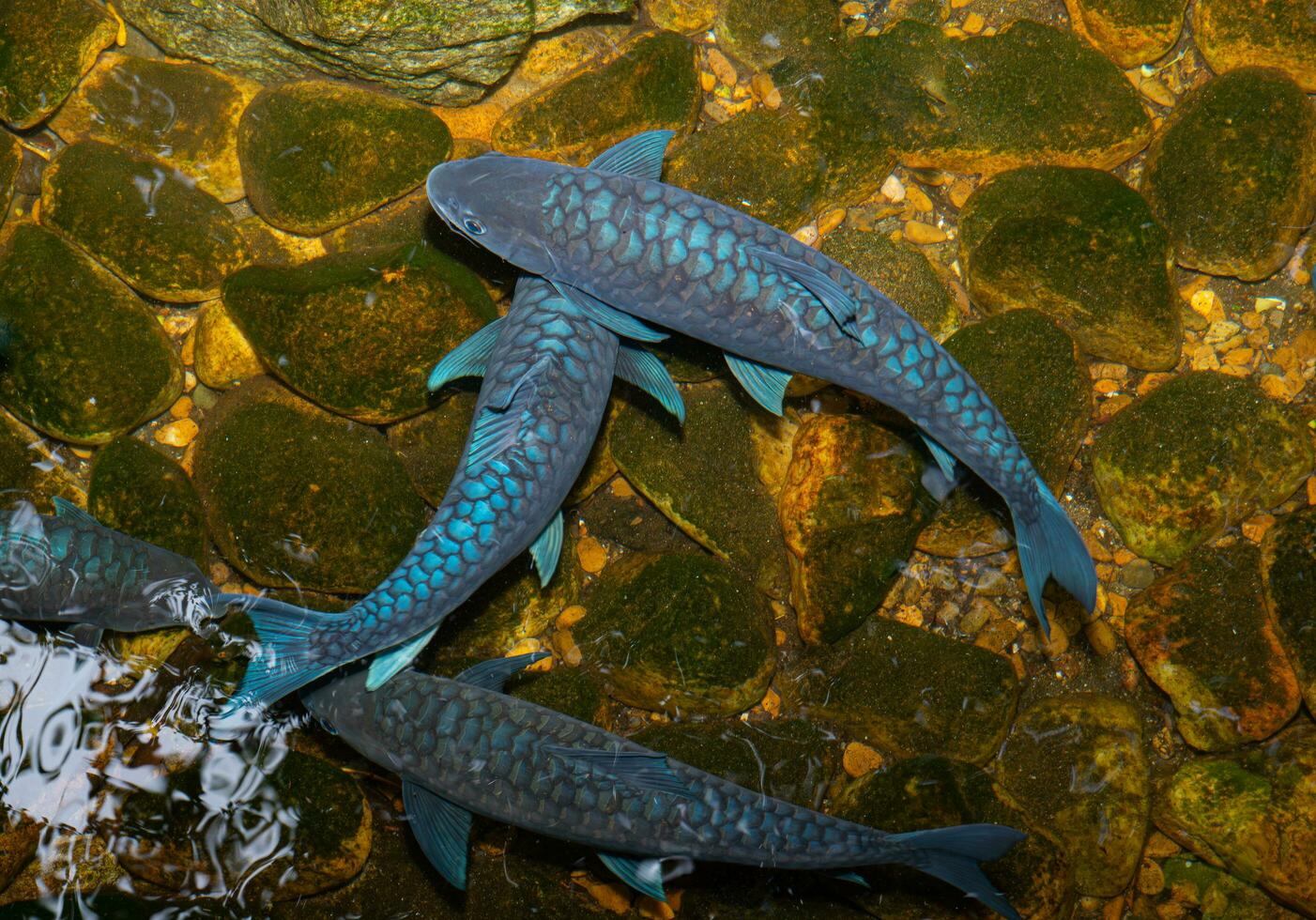 escolas do Preto peixe ter azul vítreo escalas. nadar dentro uma com fundo de seixo lagoa com claro, limpar \ limpo água este é a natureza do aquático animais. foto