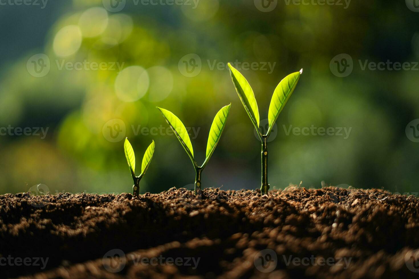 árvores crescendo em a terra foto