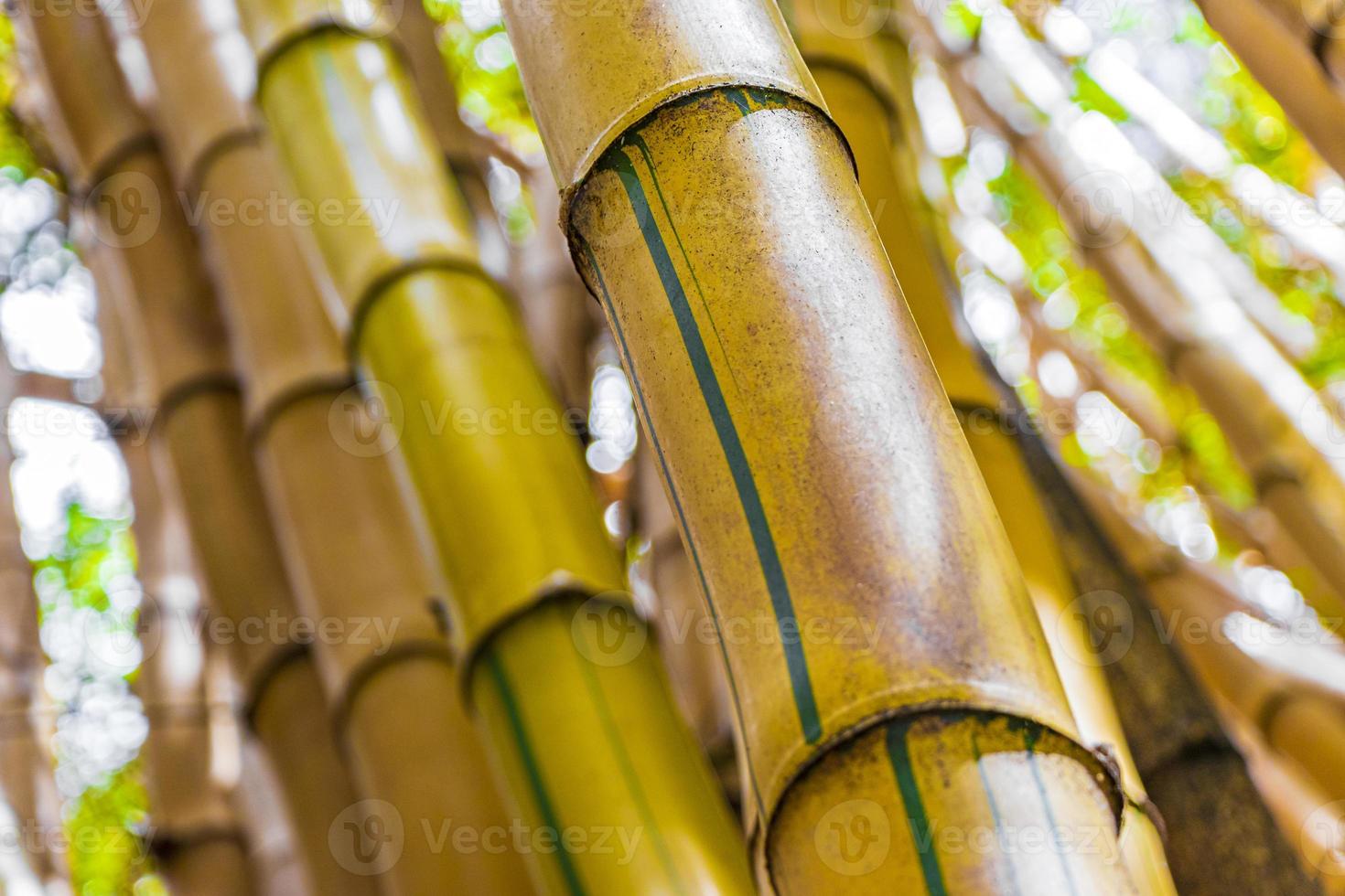 verdes amarelo bambu árvores floresta tropical san jose costa rica. foto