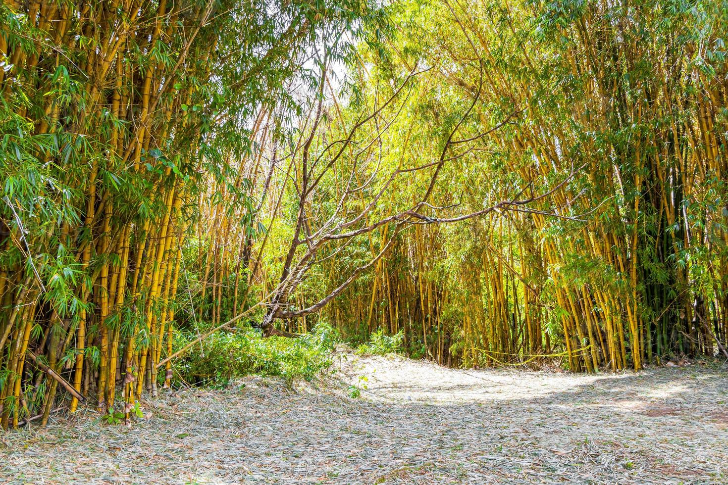 verdes amarelo bambu árvores floresta tropical san jose costa rica. foto